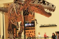 Chicago Field Museum Digital Tour thumbnail 1