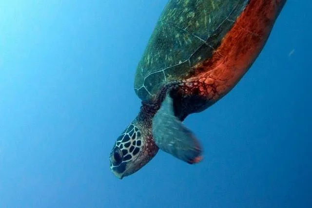 Oahu Deep Dive with Shipwreck and Reef - Image 2