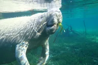 Crystal River Manatee Snorkeling Tour thumbnail 2