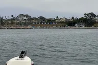 Oceanside Whale Watching Tour 150 Min thumbnail 5