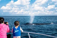 Newport Beach Whale and Dolphin Watching 2 hr thumbnail 5