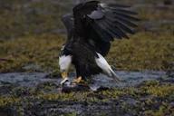 Ketchikan Totem Pole and Wildlife Trolley Tour 2 hr thumbnail 4
