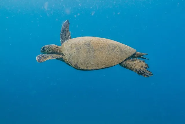 Maui Turtle Reef Snorkel - Image 1
