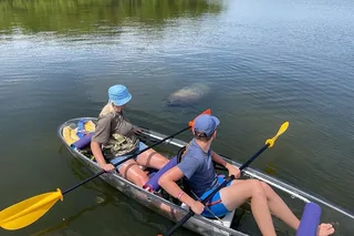 Tampa Manatee and Dolphin Kayak Tour 90 Min