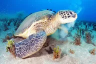 Kauai Snorkeling Adventure 2 hr thumbnail 3