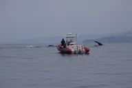 Oceanside Whale Watching Tour 150 Min thumbnail 6