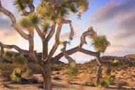 Las Vegas to Los Angeles Tour via Joshua Tree thumbnail 4