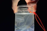 Titusville Comb Jelly Bioluminescence Kayak Tour thumbnail 3