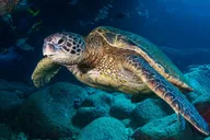 Kaua’i Scuba Diving with Sea Turtles 4 hr thumbnail 4