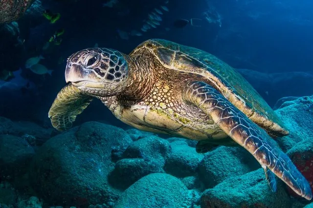 Kaua’i Scuba Diving with Sea Turtles 4 hr - Image 4