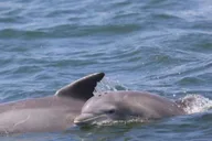 Atlantic City Dolphin Watching Ocean Cruise thumbnail 4