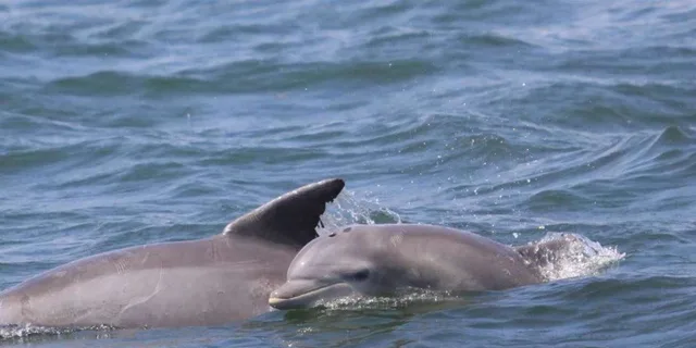 Atlantic City Dolphin Watching Ocean Cruise - Image 4
