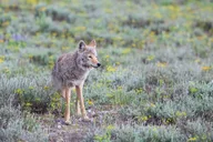 Cody Wildlife Safari in Lamar Valley thumbnail 5