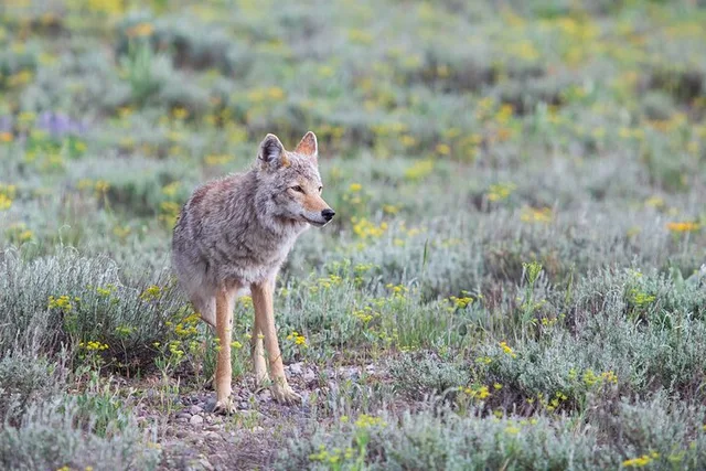 Cody Wildlife Safari in Lamar Valley - Image 5