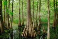New Orleans Creole Culture Tour thumbnail 4