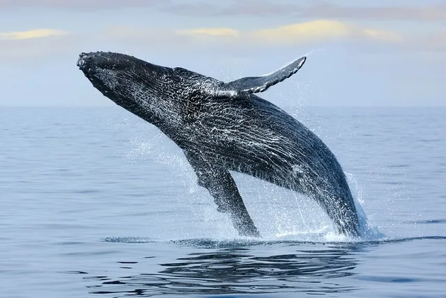 Honolulu Whale Watching Tour - Image 4