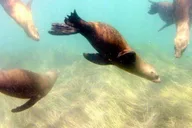 San Diego Snorkeling Tour with Marine Biologist thumbnail 3