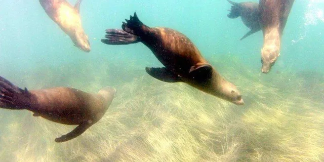 San Diego Snorkeling Tour with Marine Biologist - Image 3