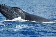 Kailua-Kona Whale Watching Cruise thumbnail 2