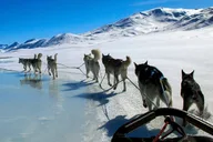 Fairbanks Dog Sled and ATV Adventure thumbnail 4