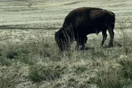 Salt Lake City Private Tour of Bonneville Salt Flats and Antelope Island thumbnail 5