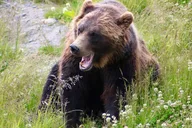 Yellowstone and Grand Teton 5-Day Small Group Tour thumbnail 5