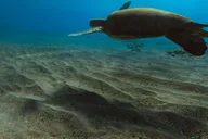 Lahaina Kapalua Bay Eco Sea Scooter Tour thumbnail 4