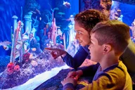New Jersey SEA LIFE Aquarium Admission thumbnail 2