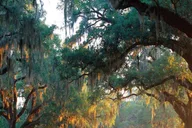 Charleston Boone Hall Plantation Tour with Transfers thumbnail 2