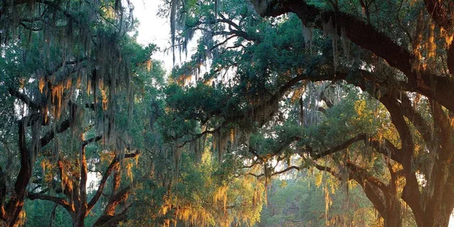 Charleston Boone Hall Plantation Tour with Transfers - Image 2