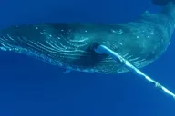 Kailua Kona Whale Watching Cruise thumbnail 2