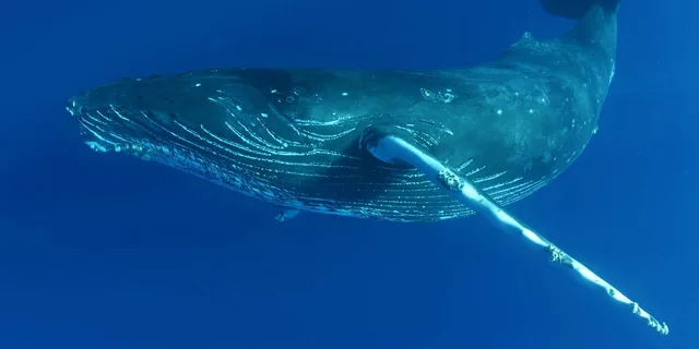 Kailua Kona Whale Watching Cruise - Image 2