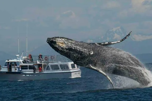 Orcas Island Whale Watching Tour - Image 2