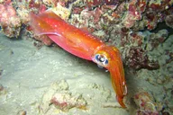 Oahu Night Dive Adventure thumbnail 6