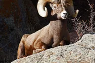 Estes Park Elk Viewing Tour at Sunset thumbnail 6