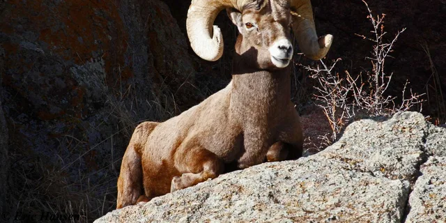 Estes Park Elk Viewing Tour at Sunset - Image 6