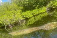 Key West Mangrove Kayak Tour 3 hr thumbnail 1