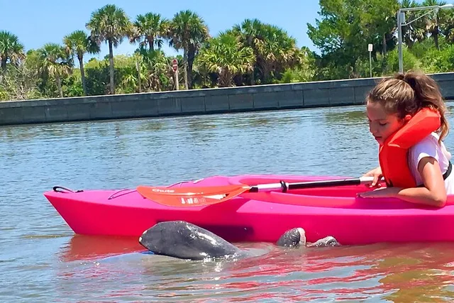 Orlando Dolphin & Manatee Kayaking Tour - Image 5