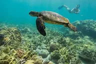 Kailua Kona Snorkeling Tour at Kealakekua Bay 3 hr thumbnail 3
