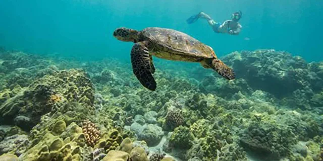 Kailua Kona Snorkeling Tour at Kealakekua Bay 3 hr - Image 3