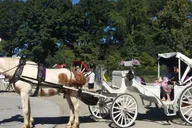 New York Central Park Horse Carriage Ride thumbnail 4