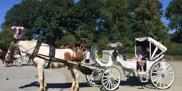 New York Central Park Horse Carriage Ride - Image 4