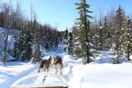 Fairbanks Dog Sledding Tour 1 hr thumbnail 4