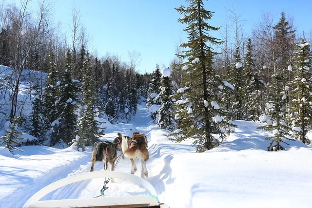 Fairbanks Dog Sledding Tour 1 hr - Image 4