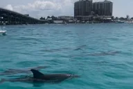 Okaloosa Island Waverunner Dolphin Tour 90 min thumbnail 6