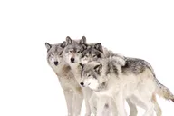 Jackson 4-Day Grand Teton & Yellowstone Winter Tour thumbnail 3