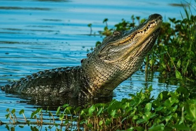 Everglades Private Tour - Image 2