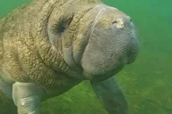 Crystal River Manatee Swim with Heated Boat 3 hr thumbnail 2