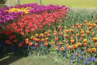 Skagit Valley Tulip Festival Tour thumbnail 3