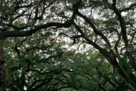 New Orleans Oak Alley and Laura Plantation Tour thumbnail 6